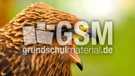 Schwarzmilan (6).jpg